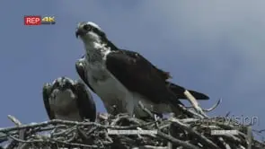 female and immature osprey looking, female calling in nest