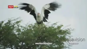 Secretary bird flies from sand dune to tree