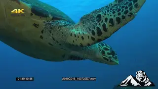 Loggerhead Turtle swimming UW