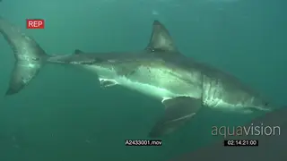 Great White Sharks gently cruising around underwater in GREEN ocean passing by camera PAN.