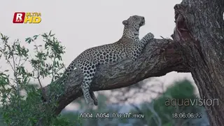 Leopard laying on tree branch, looking around and towards the camera.