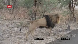 African Cecil Male Lion walking and Marking Territory in bushveld