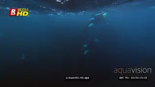 Orca Killer Whales hunting herring in noway UW