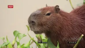 Capybara feeding on plants GENERAL BEHAVIOUR