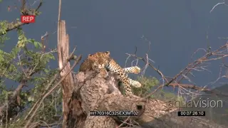 Lone Leopard Sleeping on a dead tree Bark LS AmCam
