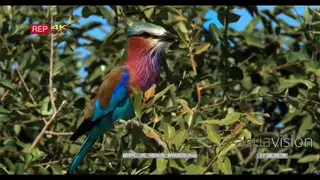Lilac Breasted Roller bird sitting on the tree looking out for predators and flies off