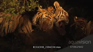 A Bengal tigress with her cubs in GOLDEN LIGHT feeding on carcass