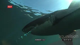 A pair of Great white sharks gently underwater PROFILE