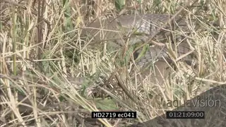 Mozambique Spitting Cobra crawling through grass then laying looking around and breathing.