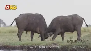 Adult pair of Cape Buffalo aggressive behaviour, dominance display, sparring and fight.