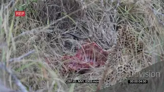 Leopards feeding on a carcass in bushveld MLS ZI MS HAND