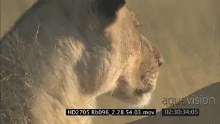 Adult male Lion marking, Lioness with blood on its nose walk past and he follows.