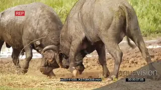 A pair of Cape Buffalo males fighting AmCam
