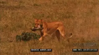 African Lioness chasing Warthog piglet on savannah catching and killing piglet WS