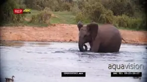 African Elephant Playing in the River and Walks out of the Water Pushing a Stick and.