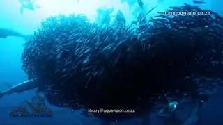 Sardine ball swimming underwater in ocean with Cape Gannets fishing and school of.