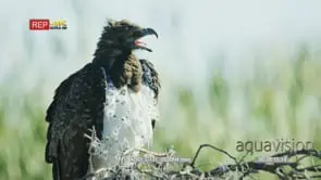 Martial eagle perched on a tree branch calling