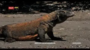 Zoom CU Komodo Dragon GENERAL BEHAVIOUR