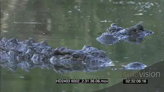 Nile Crocodile swims from left to right past another crocodile in frame half sub-merged.