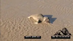 Aerial over elephant carcass inside water with a Hippo Swimming nearby