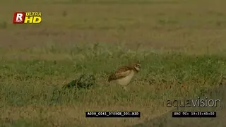 Burrowing owl side view, walking, looking around while foraging and catching and feeding.