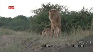 African Lionesses [2] Fighting with the Male Lion showing affection and on mating.