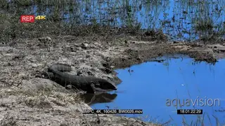 A Monitor Lizard searching for food with its forked blue tongue on the Chobe River