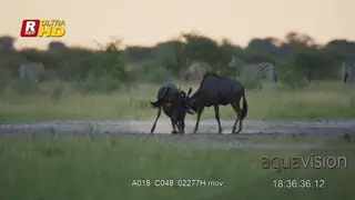 Blue Wildebeest young and adult herd walking, play fighting and looking around.