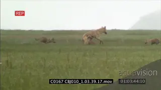 Adult wolf standing on grassland and puppies running around playing HAND SHAKY