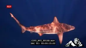 Blacktip shark hunting and feeding GENERAL BEHAVIOUR