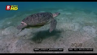 A Close Up of a Green Sea Turtle, with Remora swimming.