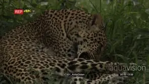 Leopard in forest under a tree cleaning itself