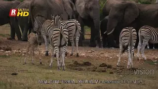 Zebra herd with foal suckling and elephant herd inside waterhole in the background