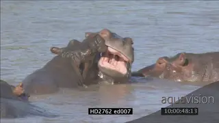 Hippo pod with calfs social interaction playing in river MLS