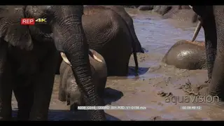 Close up of elephant herd including baby elephant inside muddy water.