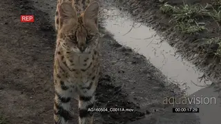 Serval male looking around and walking on road, towards camera
