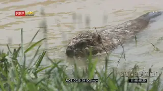 Beaver swimming and looking around in river MS GENERAL BEHAVIOUR