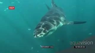 Great white shark gently swimming underwater in ocean then turning and passing camera UW.