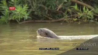 Giant Otter swimming and feeding PAN PROFILE
