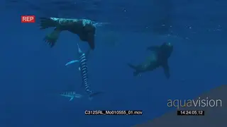 Marlin sailfish and Seals feeding on ever shrinking bait ball in deep blue ocean UW