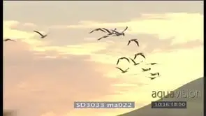 Silhouette shot Sea birds Cape Gannets flying across ocean