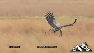 ZI PAN secretary bird flying and then lands down GENERAL BEHAVIOUR