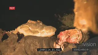 African Lion feeding on a Buffalo carcass at NIGHT.