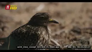 Close side view shot of the upper body of an adult spotted thick knee bird