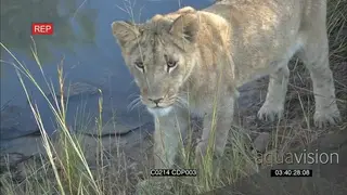 African Lion cub walking around looking into the Camera