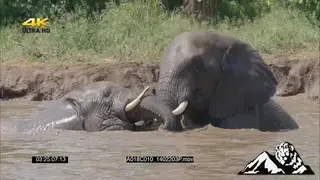 Dominance display of two African Elephants inside water fighting, Slow motion.
