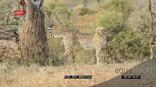 Cheetah scouting around hunting marking territory patrolling area