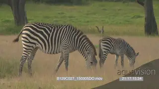 Zebra mother and foal walking grazing together