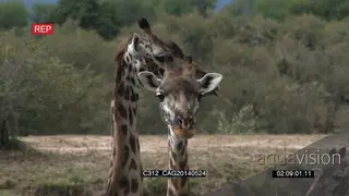 Giraffes standing on bushveld looking around CU HAND