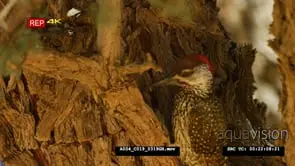 Close up shot of golden-tailed woodpecker on tree trunk pecking and eating ants